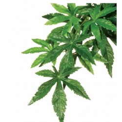 Roślina sztuczna – Silk Abuliton, L