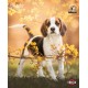 KALENDARZ BEAGLE