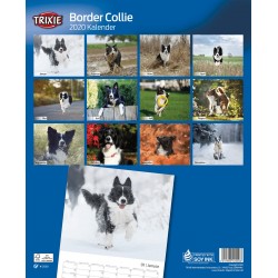 KALENDARZ BORDER COLLIES