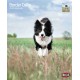 KALENDARZ BORDER COLLIES