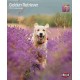 KALENDARZ GOLDEN RETRIEVER