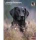 KALENDARZ LABRADOR RETRIEVER