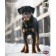 KALENDARZ ROTTWEILER
