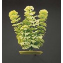 Sztuczna roślina do akwarium Ambulia, 30cm