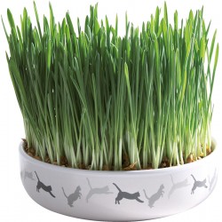 MISKA CERAMICZNA 15x4cm NA TRAWĘ DLA KOTA