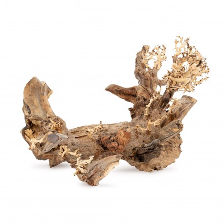 Tonące drzewo Bonsai nr 50 70x50