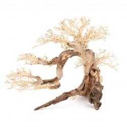 Tonące drzewo Bonsai nr 63 80x45