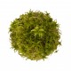 WIO Sphagnum Moss, mech dekoracyjny, do terrarium, zgniła zieleń, 0,095kg