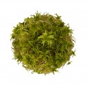 WIO Sphagnum Moss, mech dekoracyjny, do terrarium, zgniła zieleń, 0,095kg