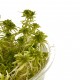 WIO Sphagnum Moss, mech dekoracyjny, do terrarium, zgniła zieleń, 0,095kg