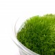 WIO Cushion Moss , mech dekoracyjny, do terrarium, ciemna zieleń, 0,095kg