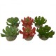 Sukulent Echeveria 1, ozdoba do terrarium, mix kolorów, 8,5x8x5,8 cm