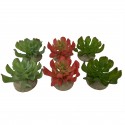 Sukulent Echeveria 1, ozdoba do terrarium, mix kolorów, 8,5x8x5,8 cm