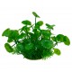 Aqua Natura, roślina, do dekoracji akwarium, zielona, plastikowa, 12 cm , liście parasolowate