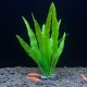 Aqua Natura, roślina, do dekoracji akwarium, zielona, plastikowa, 18 cm , wodorost leśny