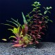 Aqua Natura, roślina, do dekoracji akwarium, bordowo-zielona, plastikowa, 18 cm , mix roślin