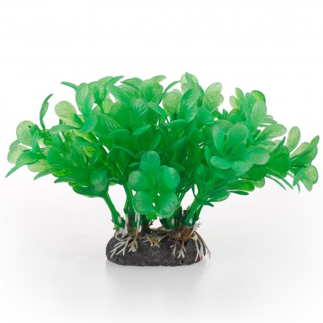 Aqua Natura, roślina, do dekoracji akwarium, zielona, plastikowa, 10 cm , wodna paprotka
