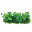 Aqua Natura, roślina, do dekoracji akwarium, zielona, plastikowa, 10 cm , doniczka korytkowa, duże płaskie liście