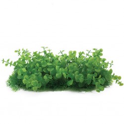 Aqua Natura, roślina, do dekoracji akwarium, zielona, plastikowa, 10 cm , doniczka korytkowa, gęste bardzo drobne liście