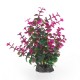 Aqua Natura, roślina, do dekoracji akwarium, zielono-fioletowa, plastikowa, 20 cm , peperomia