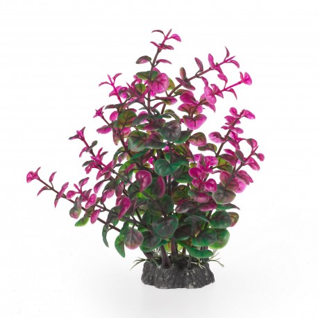 Aqua Natura, roślina, do dekoracji akwarium, zielono-fioletowa, plastikowa, 20 cm , peperomia