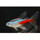 NEON INNESA WELONIASTY - Paracheirodon innesi