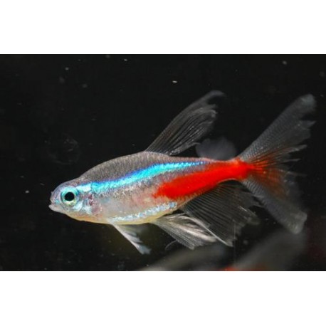NEON INNESA WELONIASTY - Paracheirodon innesi