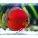 PALETKA BLUE RED COVER - Symphysodon aequifasciatus
