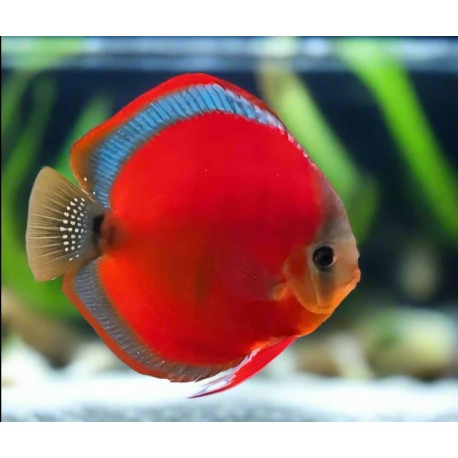 PALETKA BLUE RED COVER - Symphysodon aequifasciatus