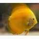 PALETKA SOLID YELLOW - Symphysodon aequifasciatus