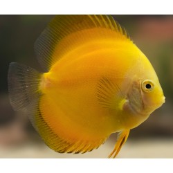PALETKA SOLID YELLOW - Symphysodon aequifasciatus