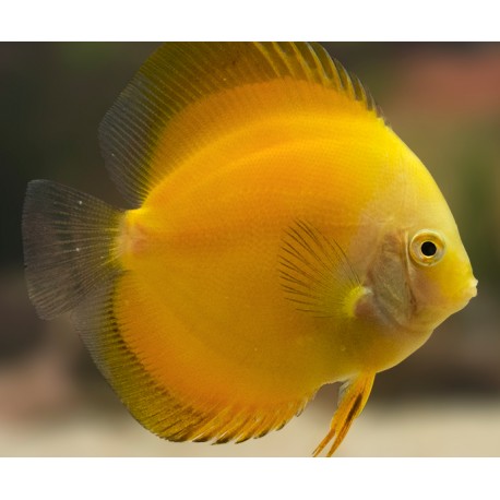 PALETKA SOLID YELLOW - Symphysodon aequifasciatus