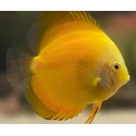 PALETKA SOLID YELLOW - Symphysodon aequifasciatus