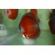 PALETKA RED ROSE - Symphysodon aequifasciatus