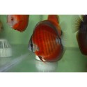 PALETKA RED ROSE - Symphysodon aequifasciatus