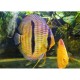 PALETKA WILD HECKLE - Symphysodon aequifasciatus