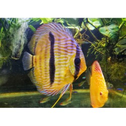 PALETKA WILD HECKLE - Symphysodon aequifasciatus