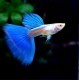 GUPIK PAWIE OCZKO ALBINO BLUE TAIL - Poecilia reticulata