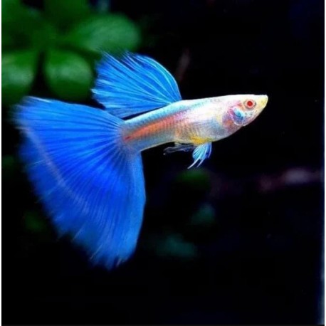 GUPIK PAWIE OCZKO ALBINO BLUE TAIL - Poecilia reticulata