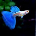 GUPIK PAWIE OCZKO ALBINO BLUE TAIL - Poecilia reticulata