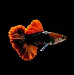 GUPIK PAWIE OCZKO HB RED ROSE - Poecilia reticulata