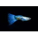 GUPIK PAWIE OCZKO BLUE LEOPARD - Poecilia reticulata