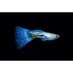 GUPIK PAWIE OCZKO BLUE LEOPARD - Poecilia reticulata