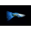 GUPIK PAWIE OCZKO BLUE LEOPARD - Poecilia reticulata