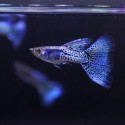 GUPIK PAWIE OCZKO METAL SNAKE SKIN BLUE TAIL - Poecilia reticulata