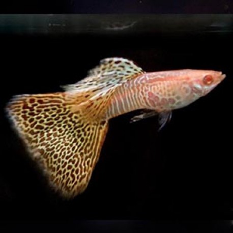 GUPIK PAWIE OCZKO ALBINO YELLOW COBRA - Poecilia reticulata