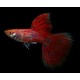 GUPIK PAWIE OCZKO CHERRY RED - Poecilia reticulata