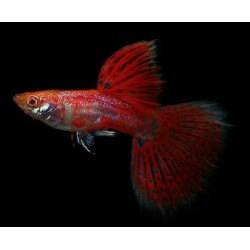 GUPIK PAWIE OCZKO CHERRY RED - Poecilia reticulata