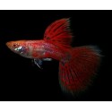 GUPIK PAWIE OCZKO CHERRY RED - Poecilia reticulata