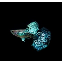 GUPIK PAWIE OCZKO GREEN DRAGON - Poecilia reticulata